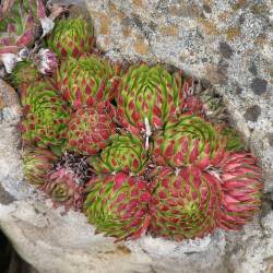 Sempervivum - Dachwurz - Hauswurz